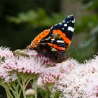 Vanessa atalanta