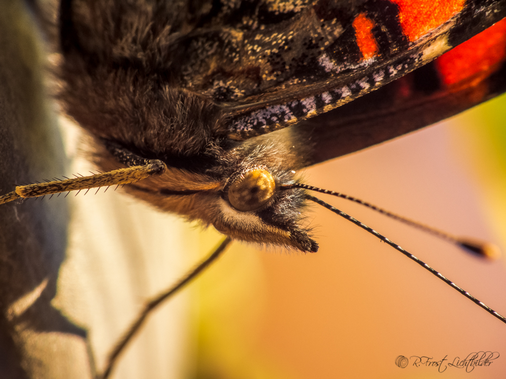 Vanessa atalanta