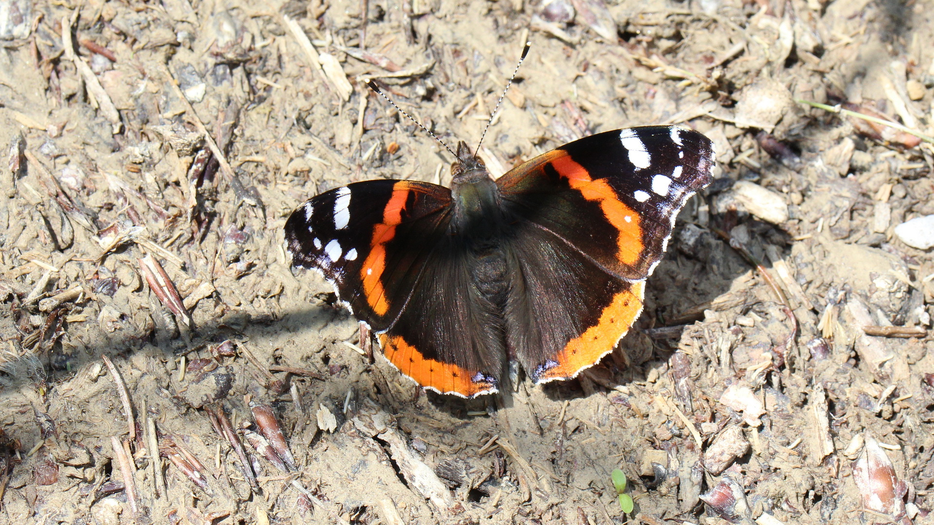 Vanessa atalanta