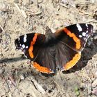 Vanessa atalanta