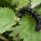 Vanessa atalanta