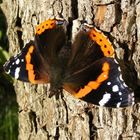 Vanessa atalanta