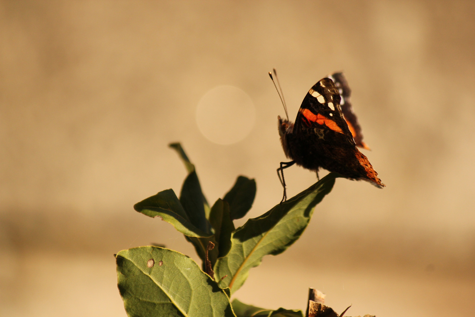 Vanessa atalanta