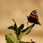 Vanessa atalanta