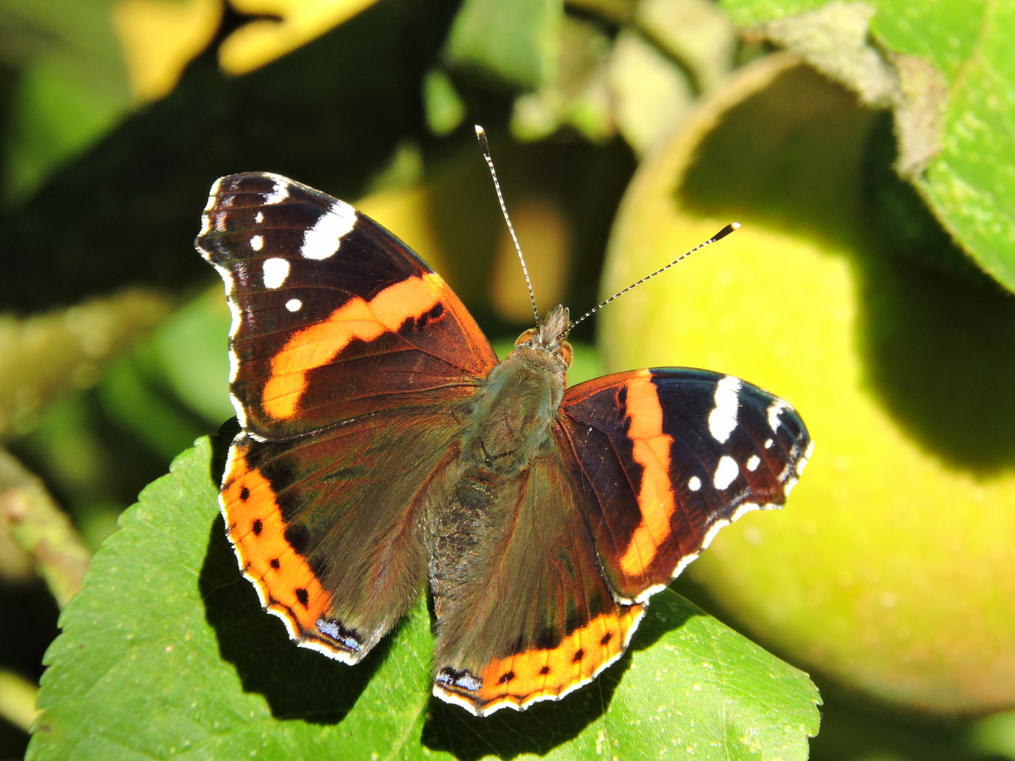 Vanessa atalanta