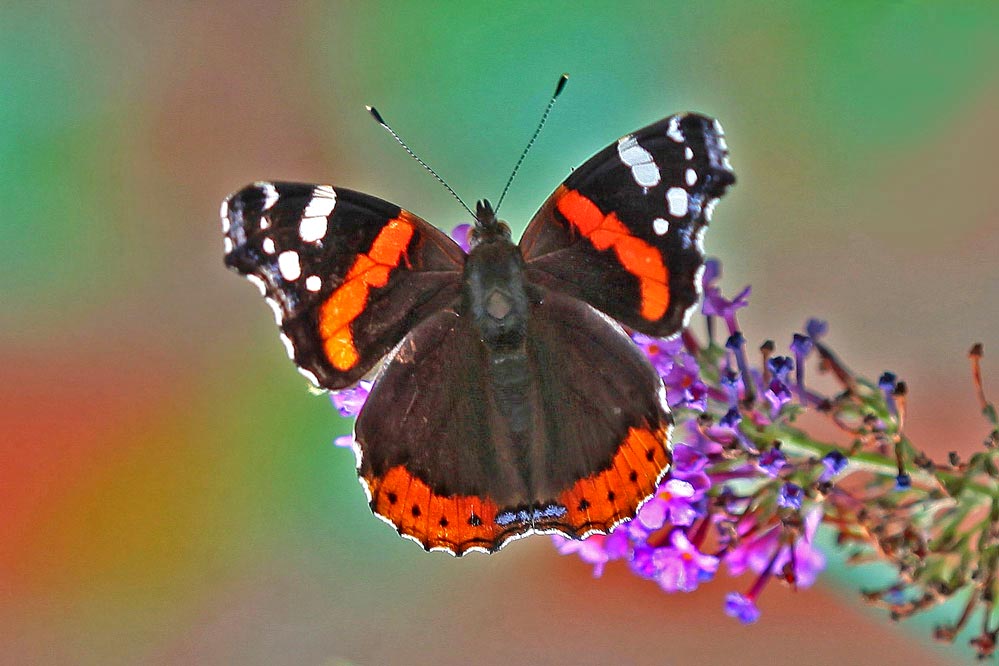 Vanessa atalanta