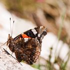 Vanessa Atalanta