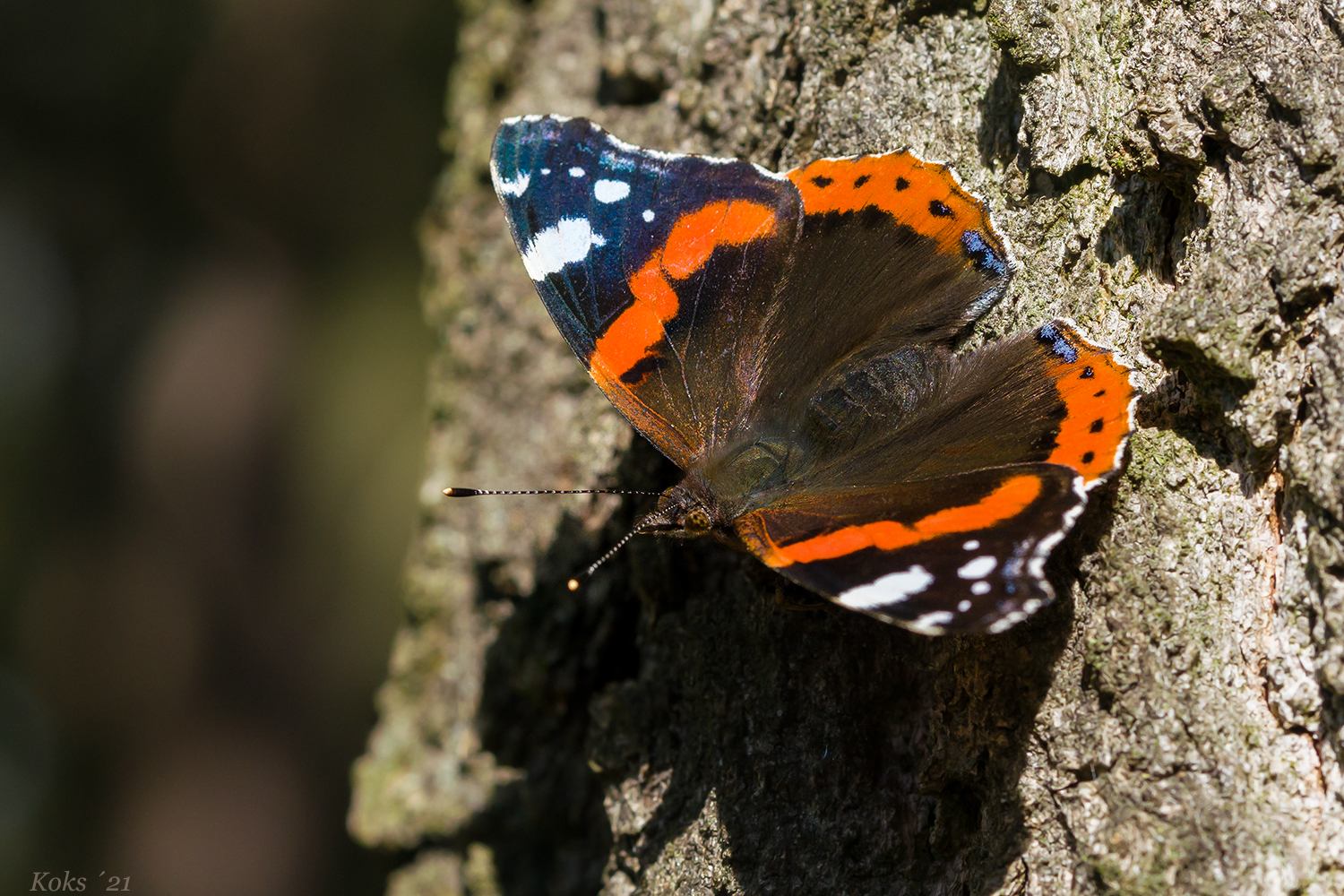 Vanessa atalanta