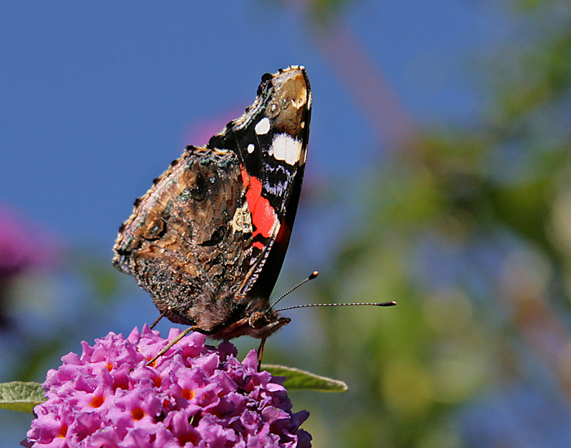 Vanessa atalanta