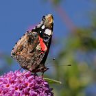 Vanessa atalanta