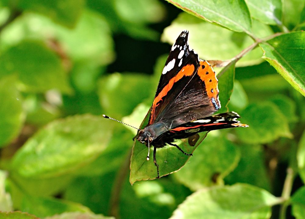 Vanessa atalanta