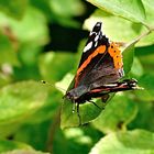 Vanessa atalanta