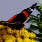 Vanessa atalanta