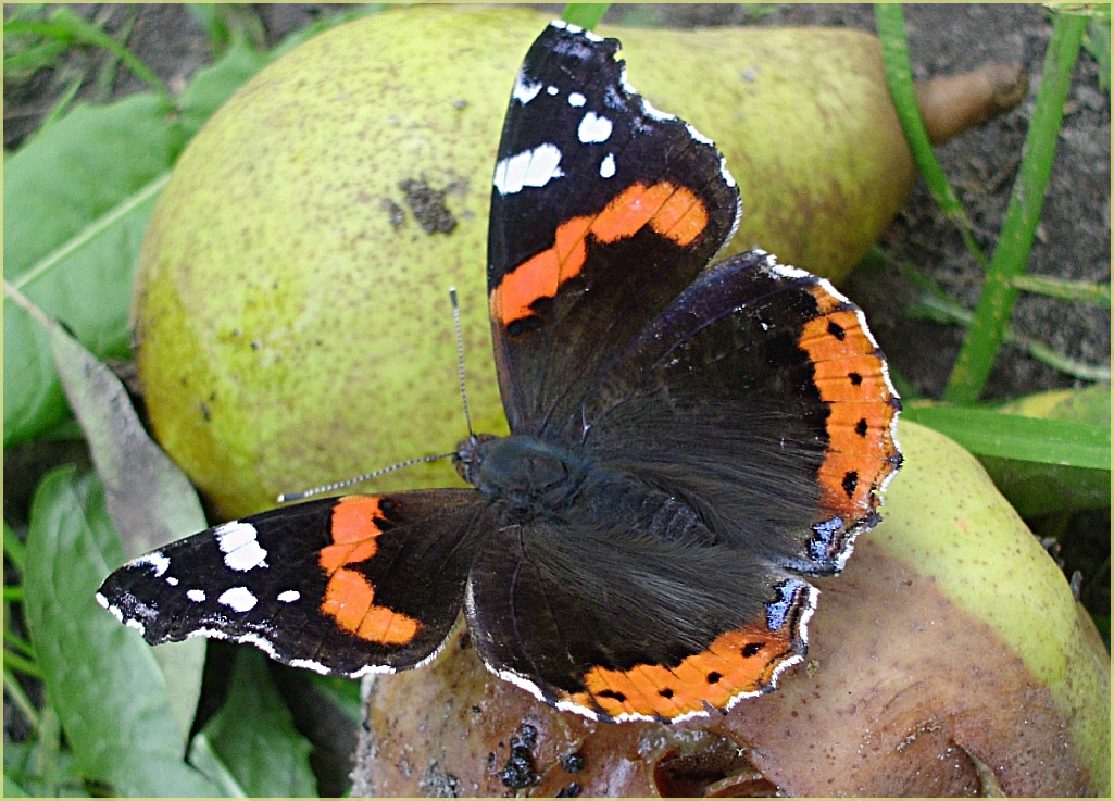 Vanessa Atalanta