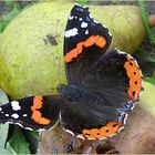 Vanessa Atalanta