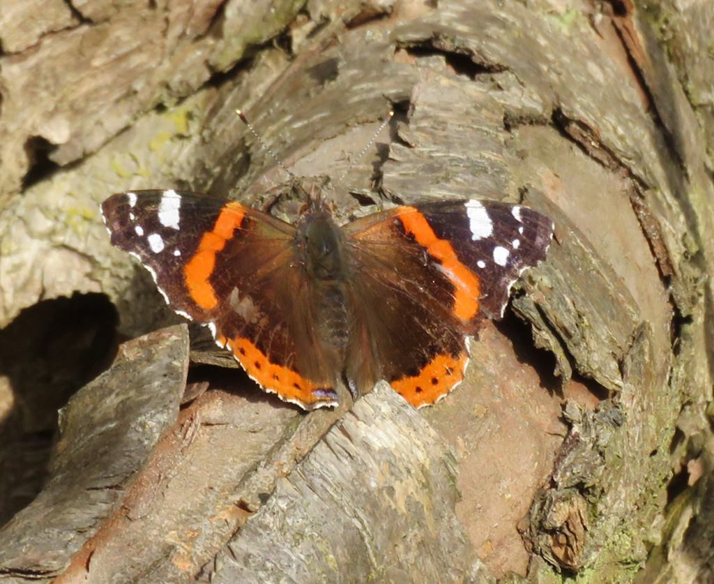  Vanessa atalanta- Admiral 