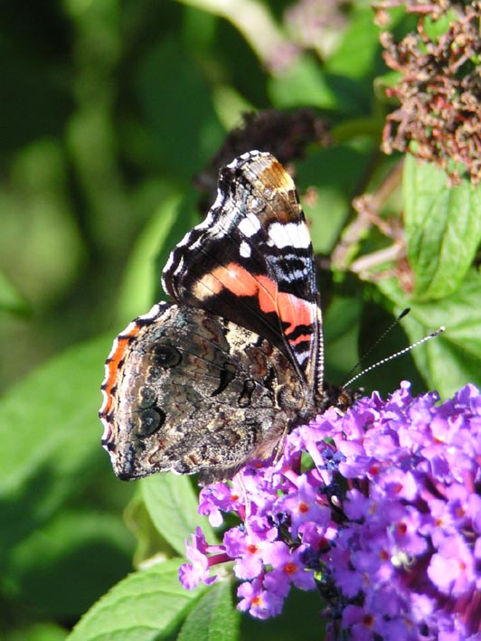 Vanessa atalanta - Admiral