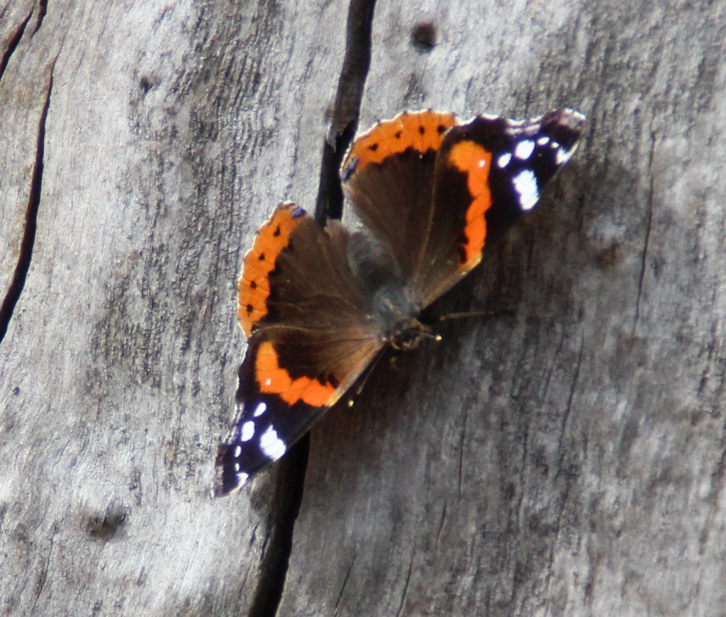 Vanessa atalanta- Admiral