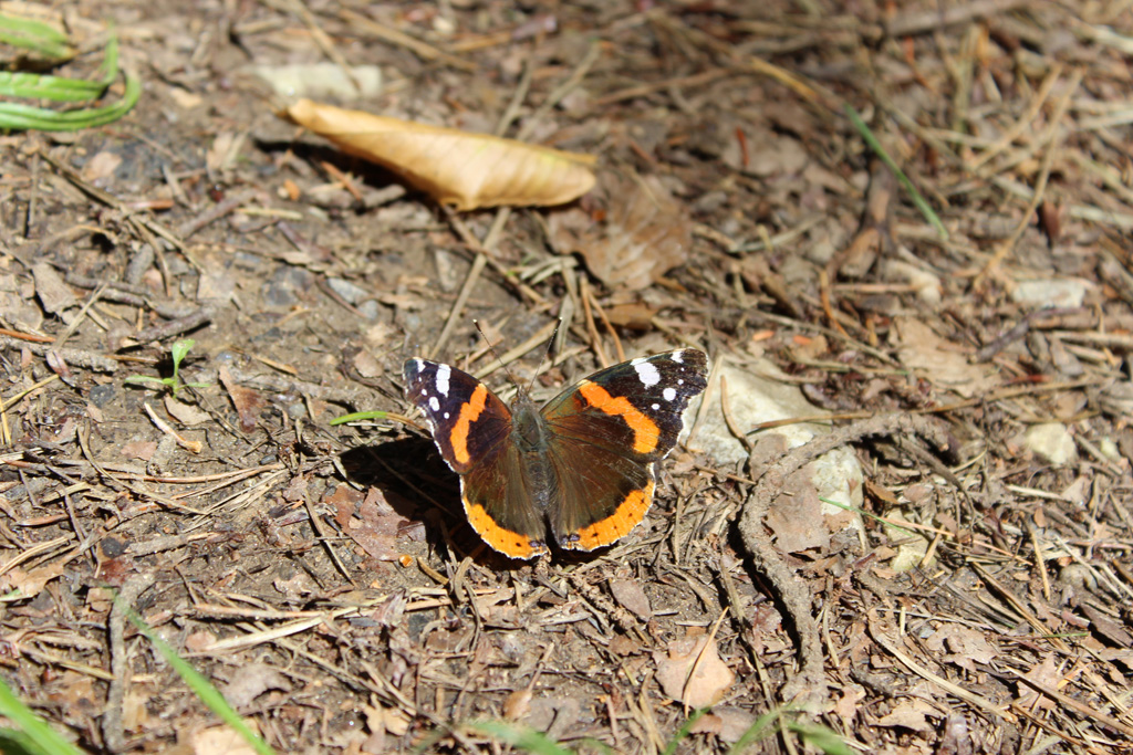 Vanessa atalanta- Admiral 