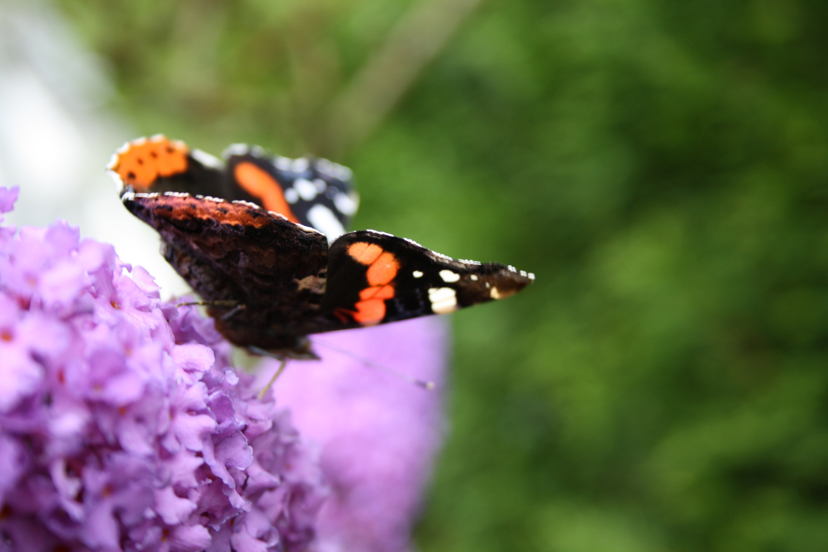 Vanessa atalanta (Admiral)