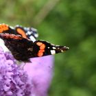 Vanessa atalanta (Admiral)