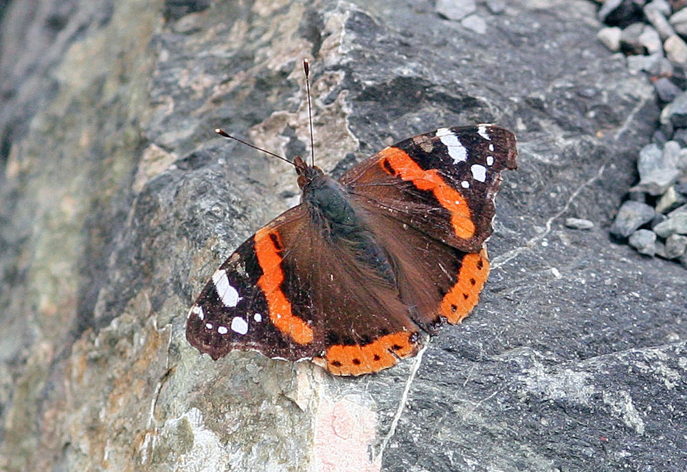 Vanessa atalanta - Admiral