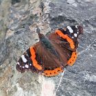 Vanessa atalanta - Admiral