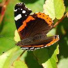 Vanessa Atalanta - Admiral