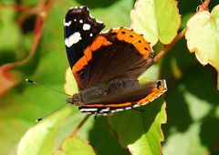 Vanessa Atalanta - Admiral