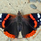 Vanessa atalanta - Admiral und mein erster vernüftiger Schmetterling im dritten  Anlauf