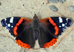 Vanessa atalanta - Admiral und mein erster vernüftiger Schmetterling im dritten  Anlauf