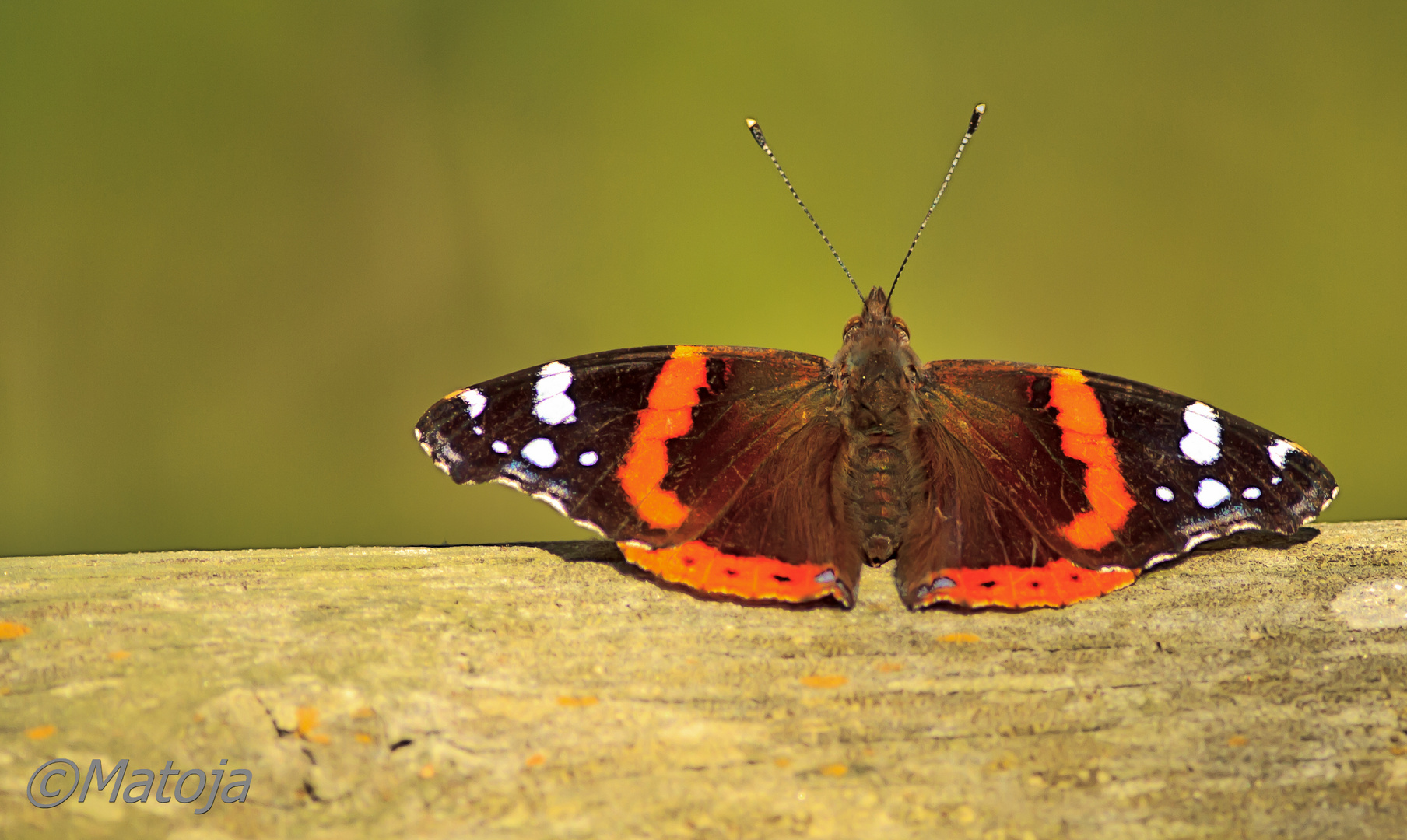 Vanessa Atalanta