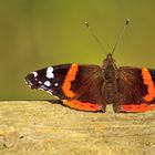 Vanessa Atalanta