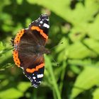 Vanessa atalanta