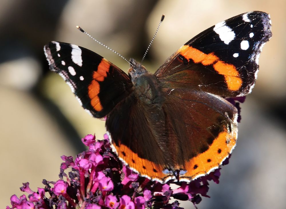 ...Vanessa atalanta...