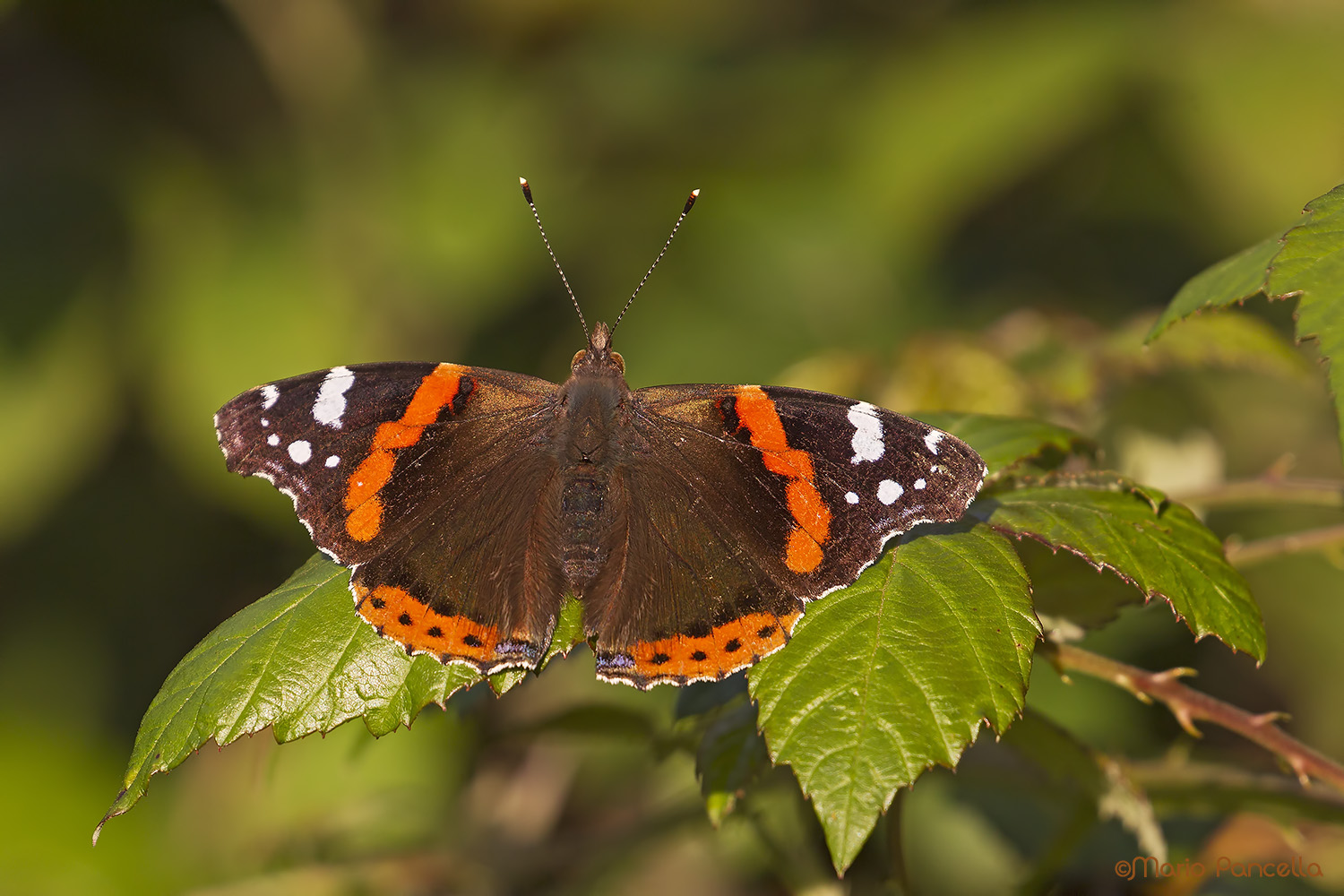 Vanessa atalanta