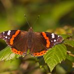 Vanessa atalanta