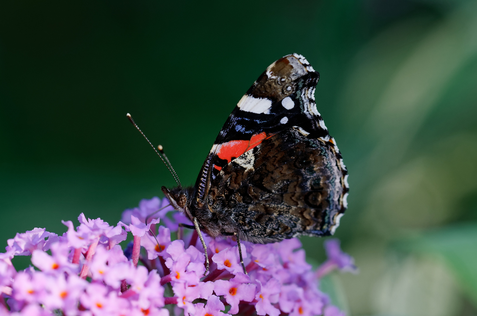 Vanessa Atalanta