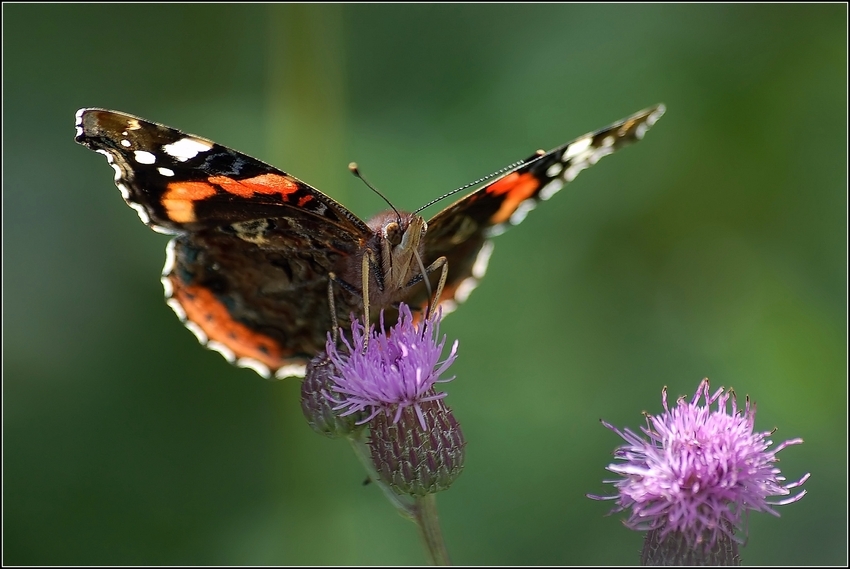 Vanessa atalanta