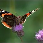 Vanessa atalanta