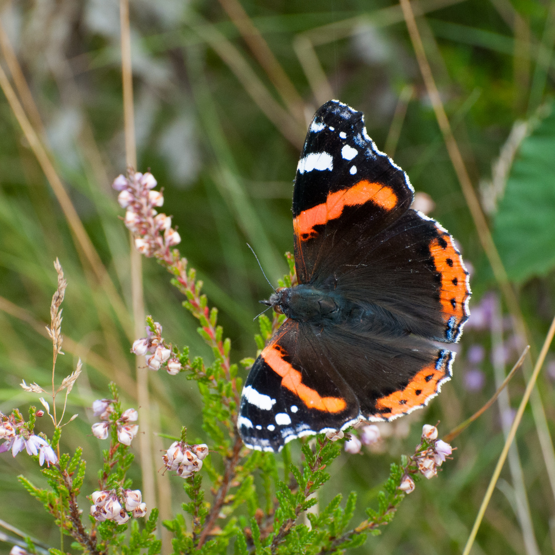 Vanessa atalanta