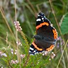 Vanessa atalanta