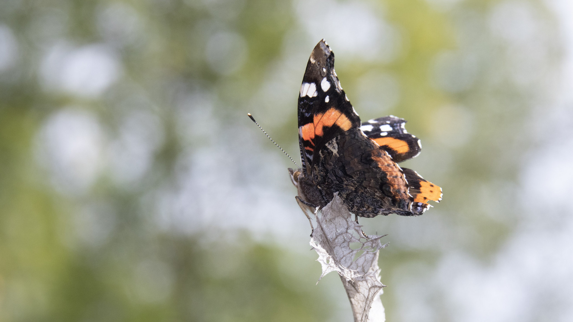 Vanessa atalanta