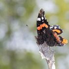 Vanessa atalanta