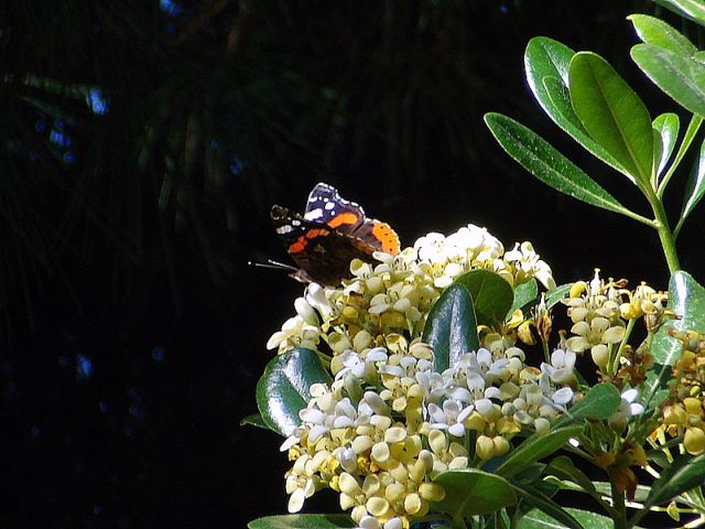 vanessa atalanta