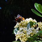 vanessa atalanta