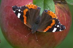 Vanessa atalanta