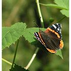 Vanessa atalanta