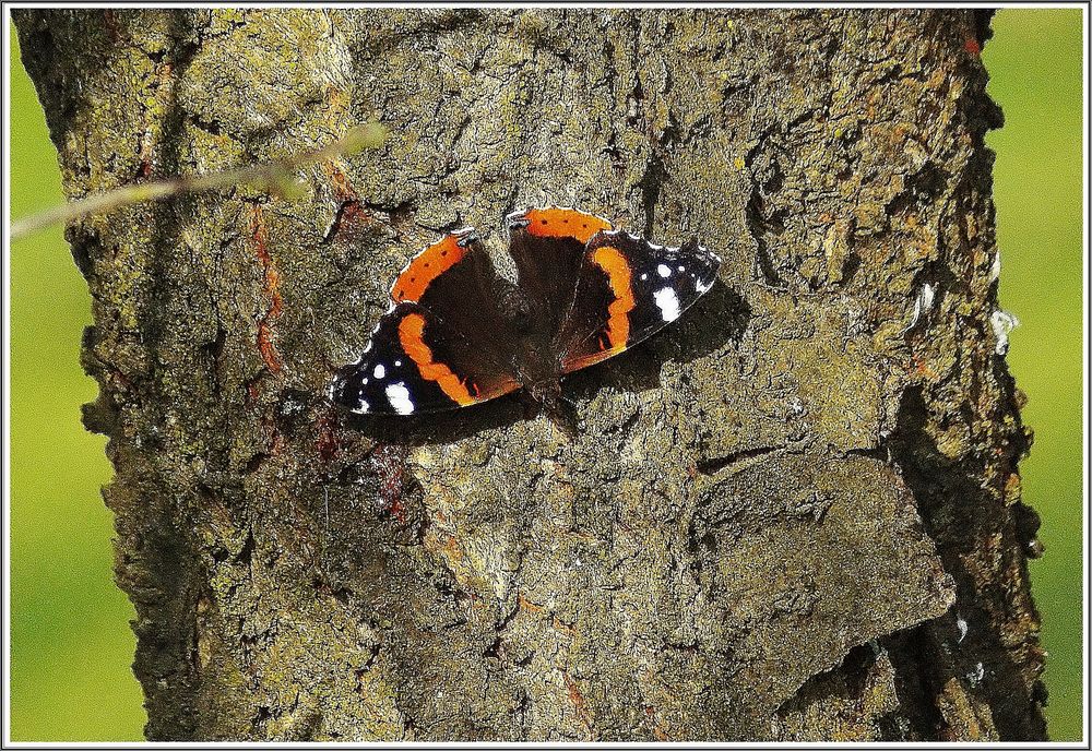 Vanessa atalanta