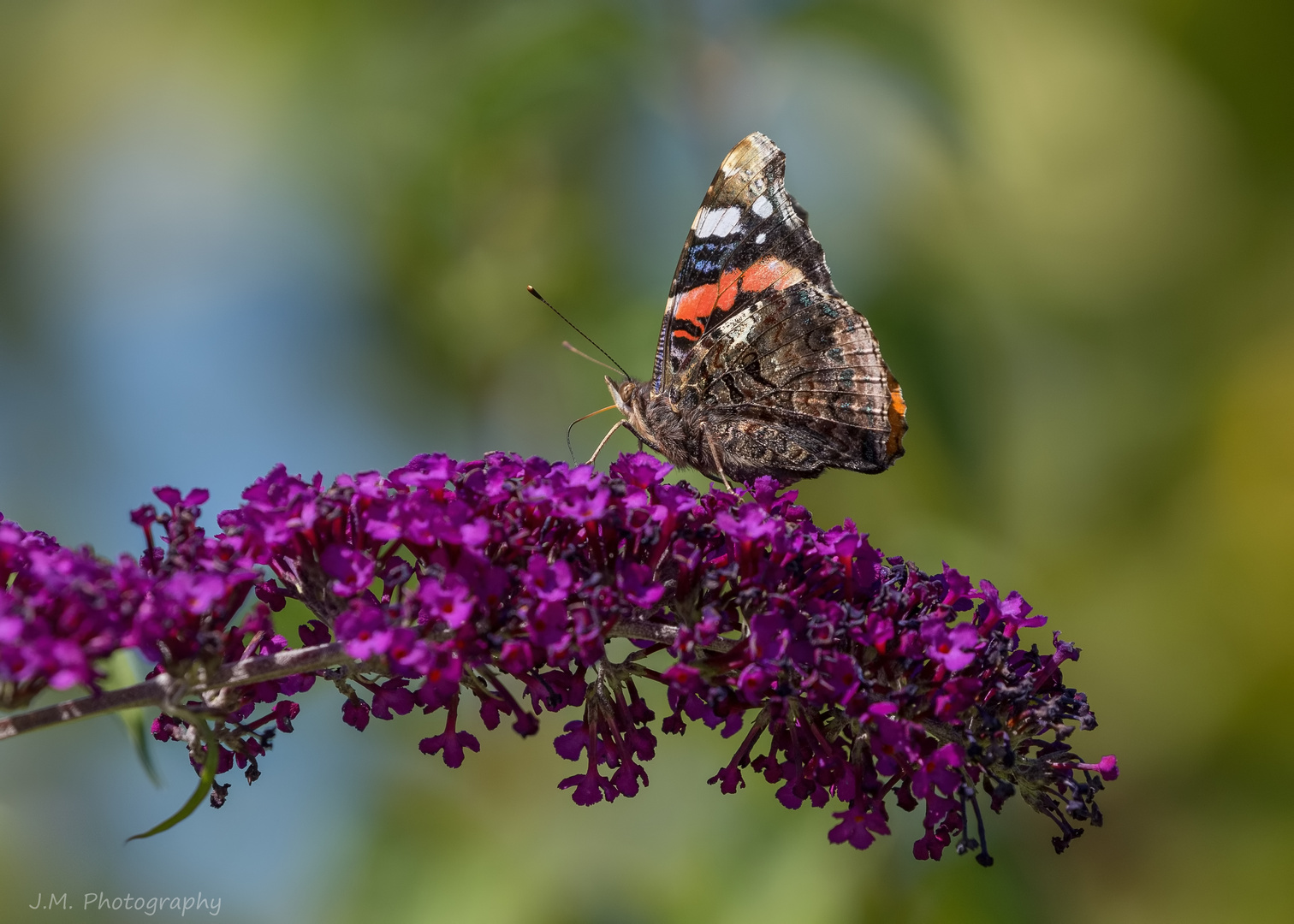 Vanessa atalanta